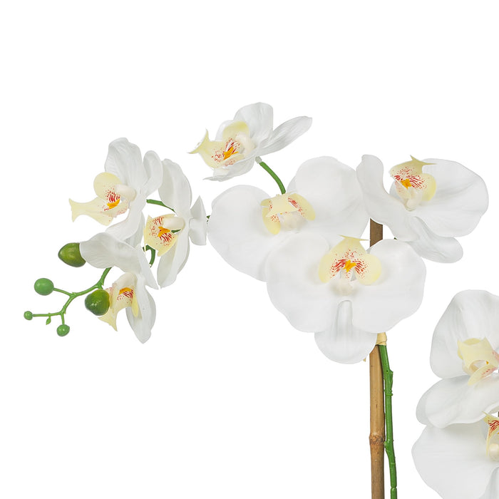 Vanity Art Artificial Phalaenopsis Orchids with Succulents Floral Arrangement in Pot | 2 Stems Real Touch Artificial Flowers for Living Room, Entryway Table Decorations, MLTAO-1013SS - HomeBeyond