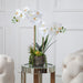 Vanity Art Artificial Phalaenopsis Orchids with Succulents Floral Arrangement in Pot | 2 Stems Real Touch Artificial Flowers for Living Room, Entryway Table Decorations, MLTAO-1013SS - HomeBeyond